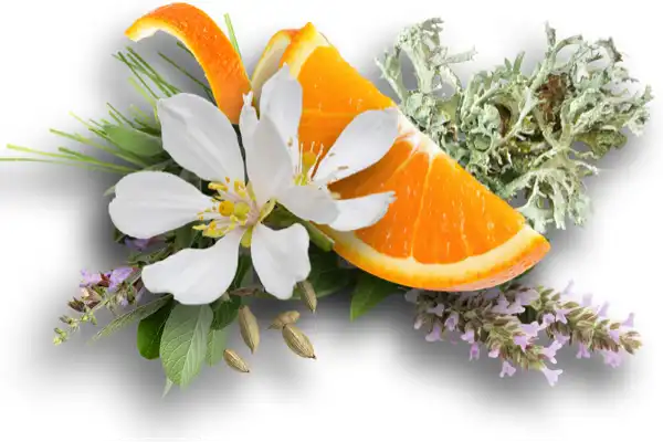 Orange Blossom & Oakmoss V2 CF